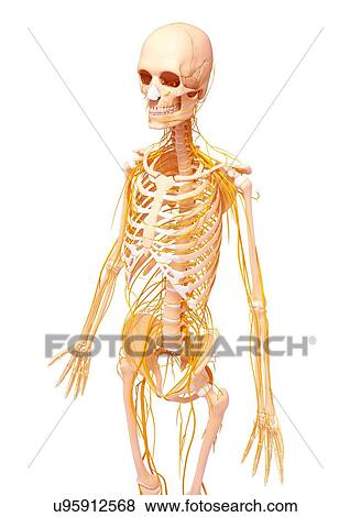 Human nervous system, artwork View Large Illustration Stock Illustration - Human nervous system, artwork. Fotosearch
