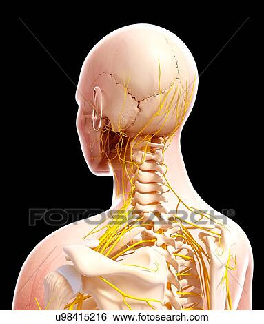 Human nervous system, artwork View Large Illustration Stock Illustration - Human nervous system, artwork. Fotosearch
