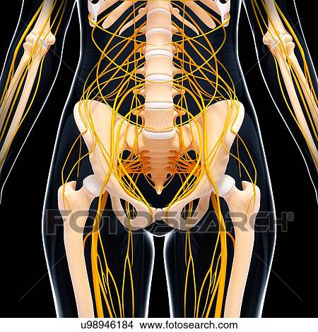 Stock Illustration - Human nervous system, artwork. Fotosearch