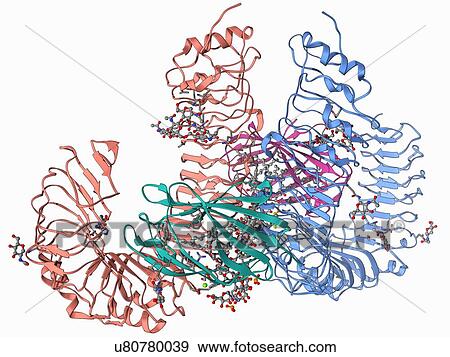 Stock Illustration - Human pathogen recognition molecule. Fotosearch