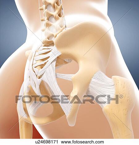 Human pelvic bones, artwork View Large Illustration Clip Art - Human pelvic bones, artwork. Fotosearch