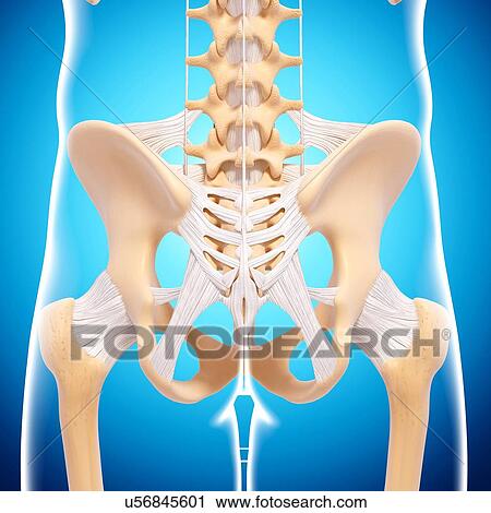 Human pelvic bones, artwork View Large Illustration Clip Art - Human pelvic bones, artwork. Fotosearch