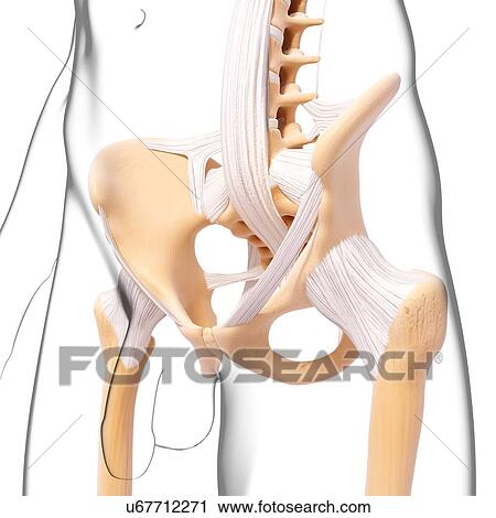 Human pelvic bones, artwork View Large Illustration Clip Art - Human pelvic bones, artwork. Fotosearch