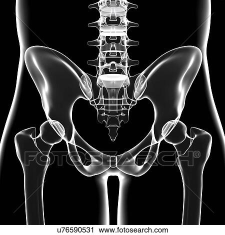 Clip Art - Human pelvic bones, artwork. Fotosearch