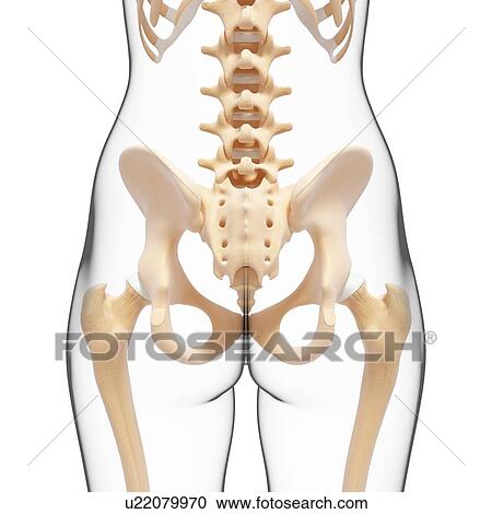 Human pelvic bones, artwork View Large Illustration Clipart - Human pelvic bones, artwork. Fotosearch