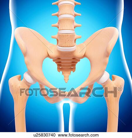 Clipart - Human pelvic bones, artwork. Fotosearch
