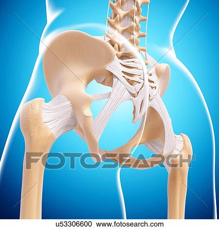 Clipart - Human pelvic bones, artwork. Fotosearch
