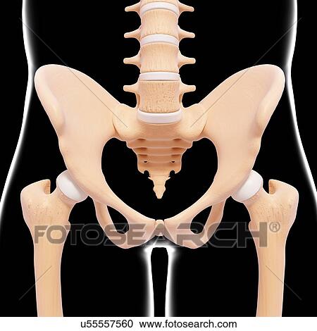 Human pelvic bones, artwork View Large Illustration Clipart - Human pelvic bones, artwork. Fotosearch