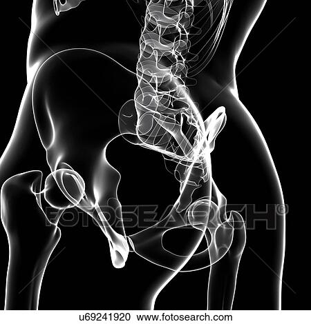 Human pelvic bones, artwork View Large Illustration Clipart - Human pelvic bones, artwork. Fotosearch