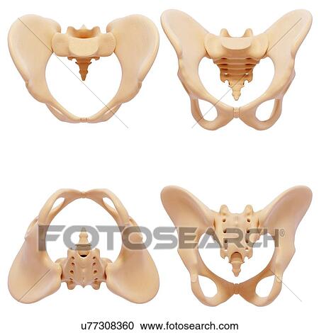 Human pelvic bones, artwork View Large Illustration Clipart - Human pelvic bones, artwork. Fotosearch
