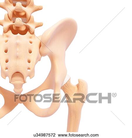 Human pelvic bones, artwork View Large Illustration Drawing - Human pelvic bones, artwork. Fotosearch