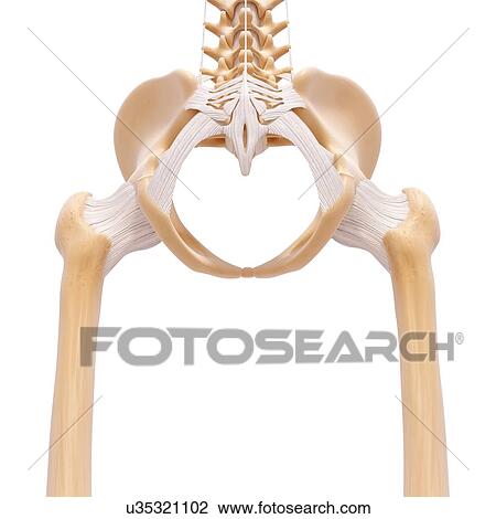 Human pelvic bones, artwork View Large Illustration Drawing - Human pelvic bones, artwork. Fotosearch