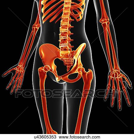 Drawing - Human pelvic bones, artwork. Fotosearch