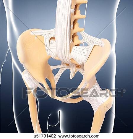 Human pelvic bones, artwork View Large Illustration Drawing - Human pelvic bones, artwork. Fotosearch