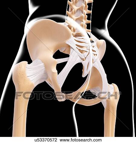 Human pelvic bones, artwork View Large Illustration Drawing - Human pelvic bones, artwork. Fotosearch