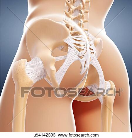 Human pelvic bones, artwork View Large Illustration Drawing - Human pelvic bones, artwork. Fotosearch
