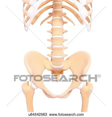 Human pelvic bones, artwork View Large Illustration Drawing - Human pelvic bones, artwork. Fotosearch