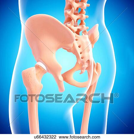 Human pelvic bones, artwork View Large Illustration Drawing - Human pelvic bones, artwork. Fotosearch
