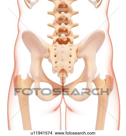 Human pelvic bones, artwork View Large Illustration Stock Illustration - Human pelvic bones, artwork. Fotosearch