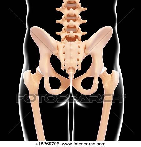 Human pelvic bones, artwork View Large Illustration Stock Illustration - Human pelvic bones, artwork. Fotosearch