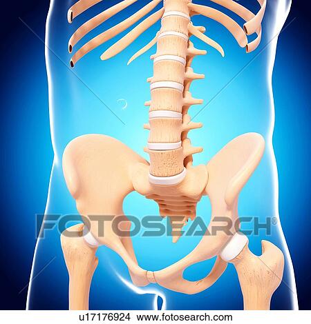 Stock Illustration - Human pelvic bones, artwork. Fotosearch