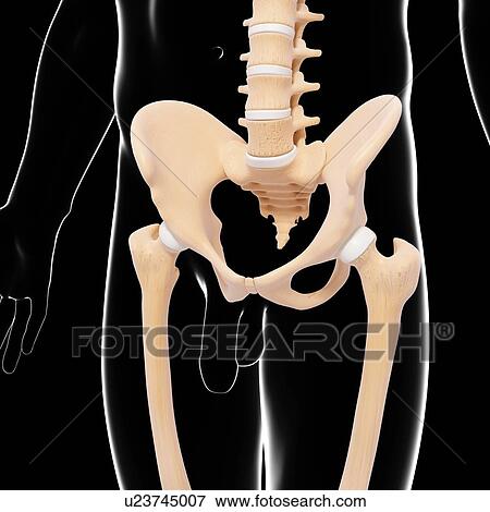 Human pelvic bones, artwork View Large Illustration Stock Illustration - Human pelvic bones, artwork. Fotosearch