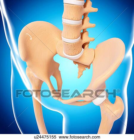 Human pelvic bones, artwork View Large Illustration Stock Illustration - Human pelvic bones, artwork. Fotosearch