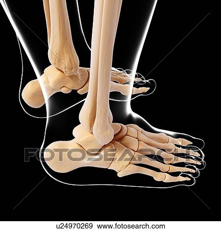 Stock Illustration - Human pelvic bones, artwork. Fotosearch