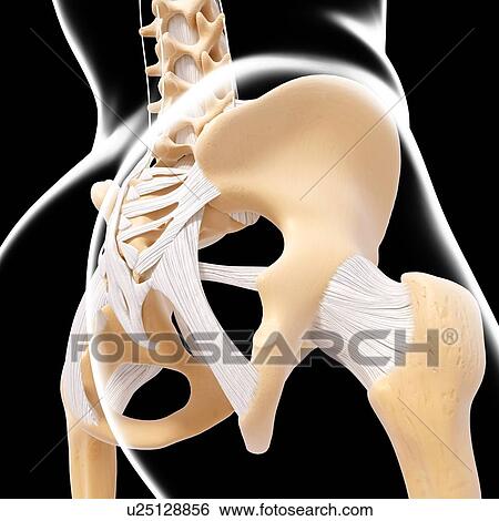Stock Illustration - Human pelvic bones, artwork. Fotosearch