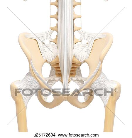 Human pelvic bones, artwork View Large Illustration Stock Illustration - Human pelvic bones, artwork. Fotosearch