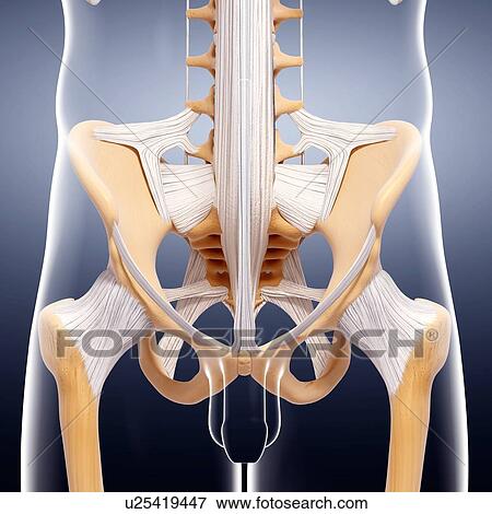 Stock Illustration - Human pelvic bones, artwork. Fotosearch