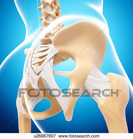 Stock Illustration - Human pelvic bones, artwork. Fotosearch