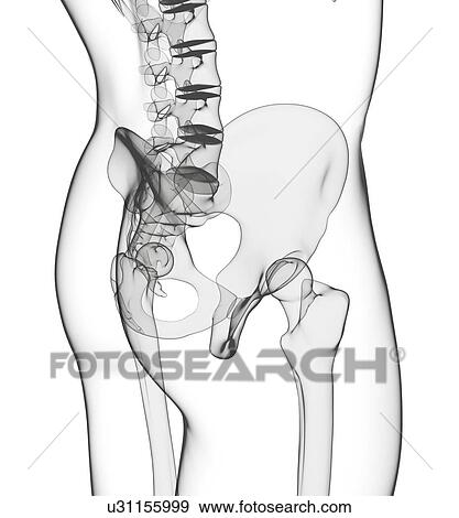 Stock Illustration - Human pelvic bones, artwork. Fotosearch