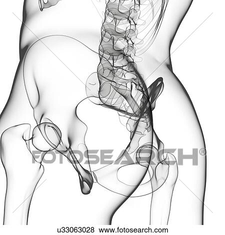 Human pelvic bones, artwork View Large Illustration Stock Illustration - Human pelvic bones, artwork. Fotosearch