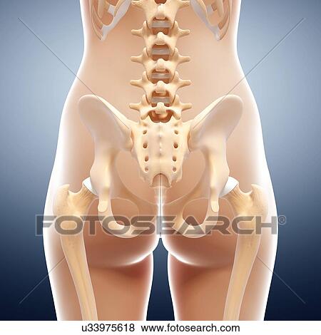 Human pelvic bones, artwork View Large Illustration Stock Illustration - Human pelvic bones, artwork. Fotosearch