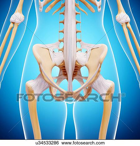 Human pelvic bones, artwork View Large Illustration Stock Illustration - Human pelvic bones, artwork. Fotosearch