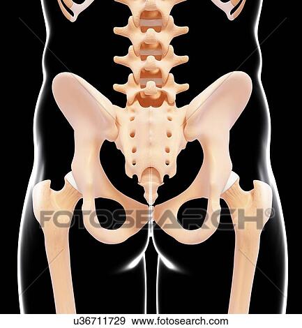 Stock Illustration - Human pelvic bones, artwork. Fotosearch