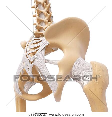 Human pelvic bones, artwork View Large Illustration Stock Illustration - Human pelvic bones, artwork. Fotosearch