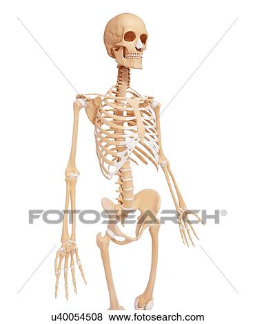 Human pelvic bones, artwork View Large Illustration Stock Illustration - Human pelvic bones, artwork. Fotosearch
