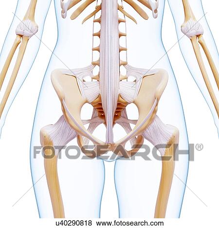Stock Illustration - Human pelvic bones, artwork. Fotosearch