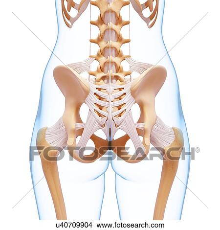 Human pelvic bones, artwork View Large Illustration Stock Illustration - Human pelvic bones, artwork. Fotosearch