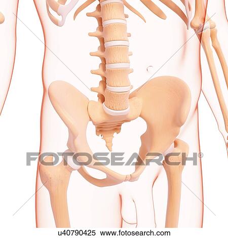 Stock Illustration - Human pelvic bones, artwork. Fotosearch