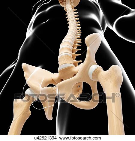 Human pelvic bones, artwork View Large Illustration Stock Illustration - Human pelvic bones, artwork. Fotosearch