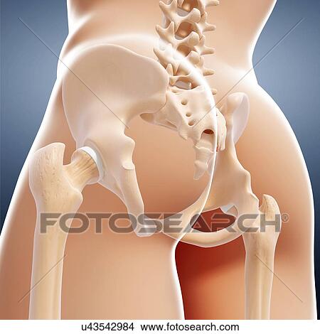 Human pelvic bones, artwork View Large Illustration Stock Illustration - Human pelvic bones, artwork. Fotosearch