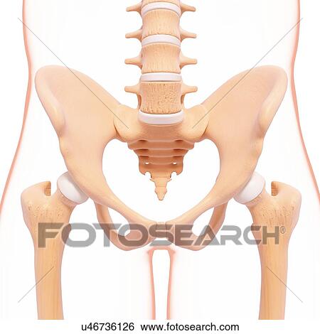 Human pelvic bones, artwork View Large Illustration Stock Illustration - Human pelvic bones, artwork. Fotosearch
