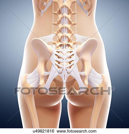 Human pelvic bones, artwork View Large Illustration Stock Illustration - Human pelvic bones, artwork. Fotosearch