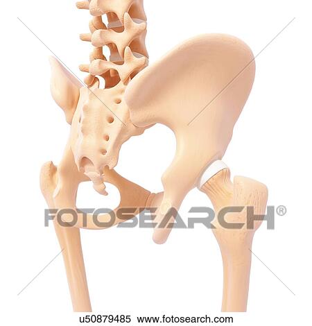 Stock Illustration - Human pelvic bones, artwork. Fotosearch