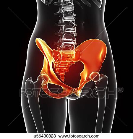 Human pelvic bones, artwork View Large Illustration Stock Illustration - Human pelvic bones, artwork. Fotosearch