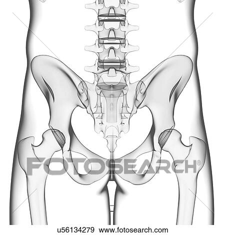 Human pelvic bones, artwork View Large Illustration Stock Illustration - Human pelvic bones, artwork. Fotosearch