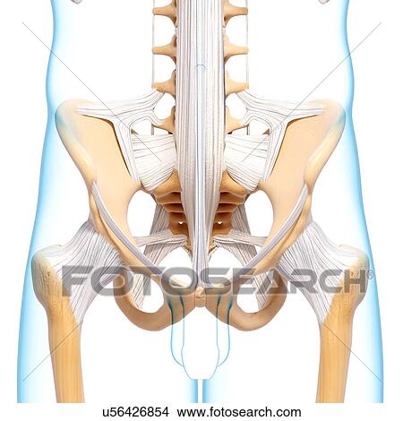 Human pelvic bones, artwork View Large Illustration Stock Illustration - Human pelvic bones, artwork. Fotosearch